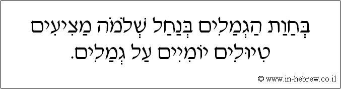 עברית: בחוות הגמלים בנחל שלמה מציעים טיולים יומיים על גמלים.