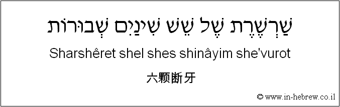 中文和希伯来语: 六颗断牙
