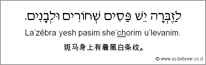 中文和希伯来语: 斑马身上有着黑白条纹。
