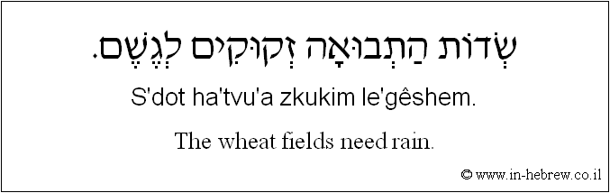 English to Hebrew: The wheat fields need rain.