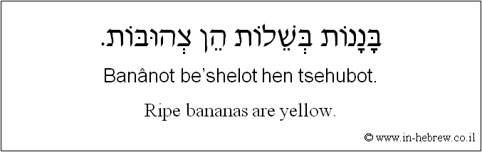 English to Hebrew: Ripe bananas are yellow.