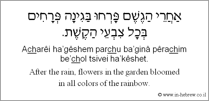 English to Hebrew: After the rain, flowers in the garden bloomed in all colors of the rainbow.