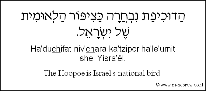 English to Hebrew: The Hoopoe is Israel's national bird.