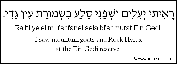 English to Hebrew: I saw mountain goats and Rock Hyrax at the Ein Gedi reserve.