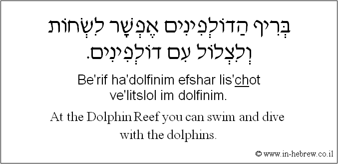 English to Hebrew: At the Dolphin Reef you can swim and dive with the dolphins.