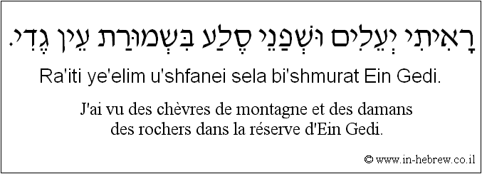 Français à l'hébreu: J'ai vu des chèvres de montagne et des damans des rochers dans la réserve d'Ein Gedi.