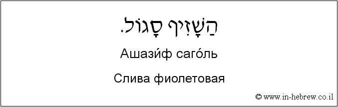 Иврит и русский: Слива фиолетовая