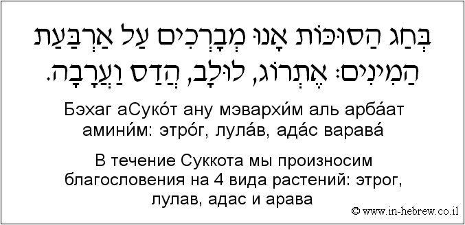 Иврит и русский: B течение Суккота мы произносим благословения на 4 вида растений: этрог, лулав, адас и арава